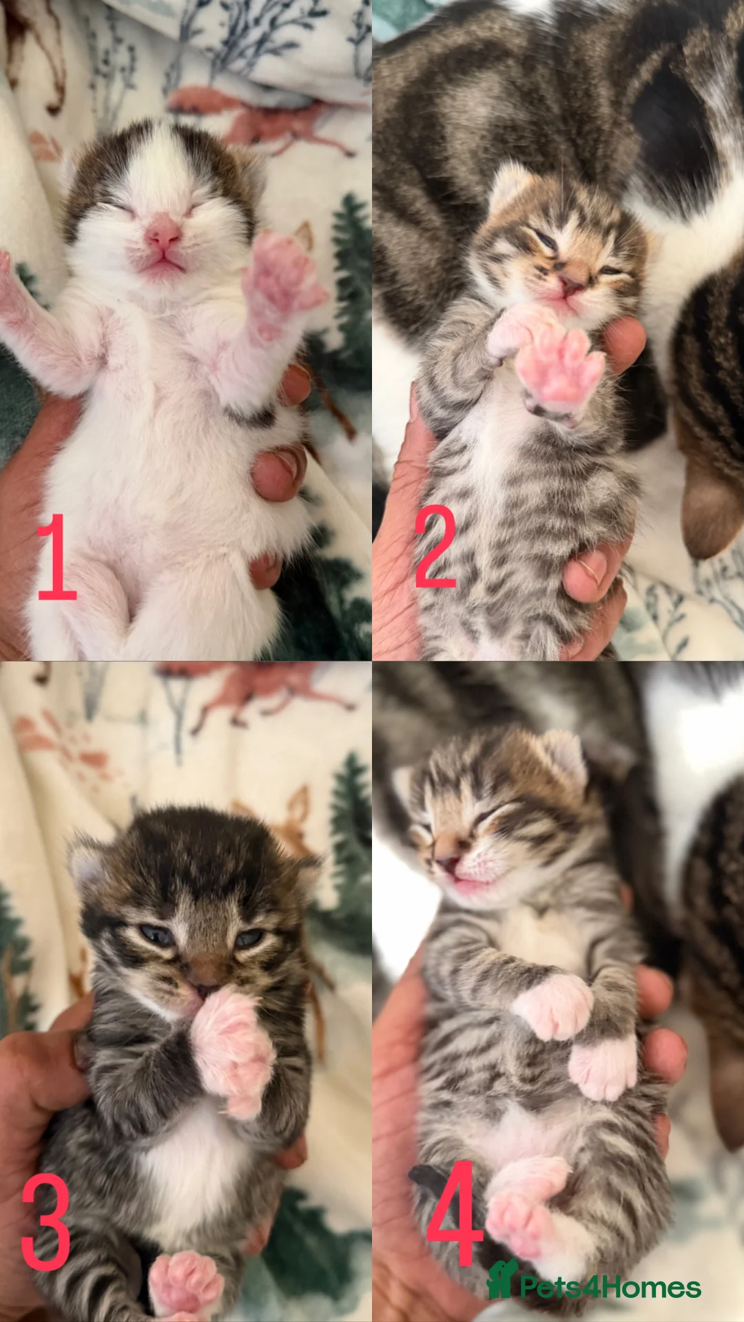 Mixed Breed cats for sale: 4 Kittens Available (Prize Winning Stock 🏆) in Croydon - Advert 2
