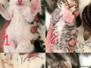 Mixed Breed cats 4 Kittens Available - Advert 1
