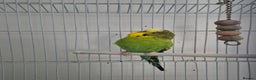 Budgerigars birds for sale: 3 budgies and cage - Advert 3