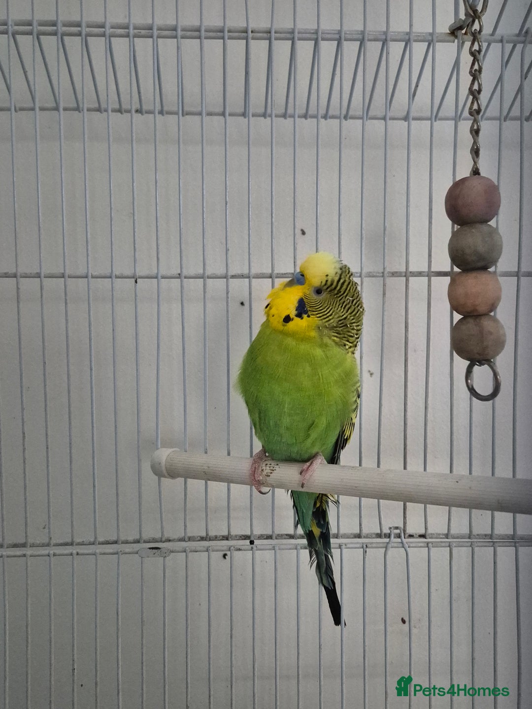 Budgerigars birds for sale: 3 budgies and cage - Advert 3