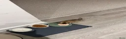 Scottish Fold cats for sale: GOLDEN BROWN Scottish Fold TICA verified  - Advert 14