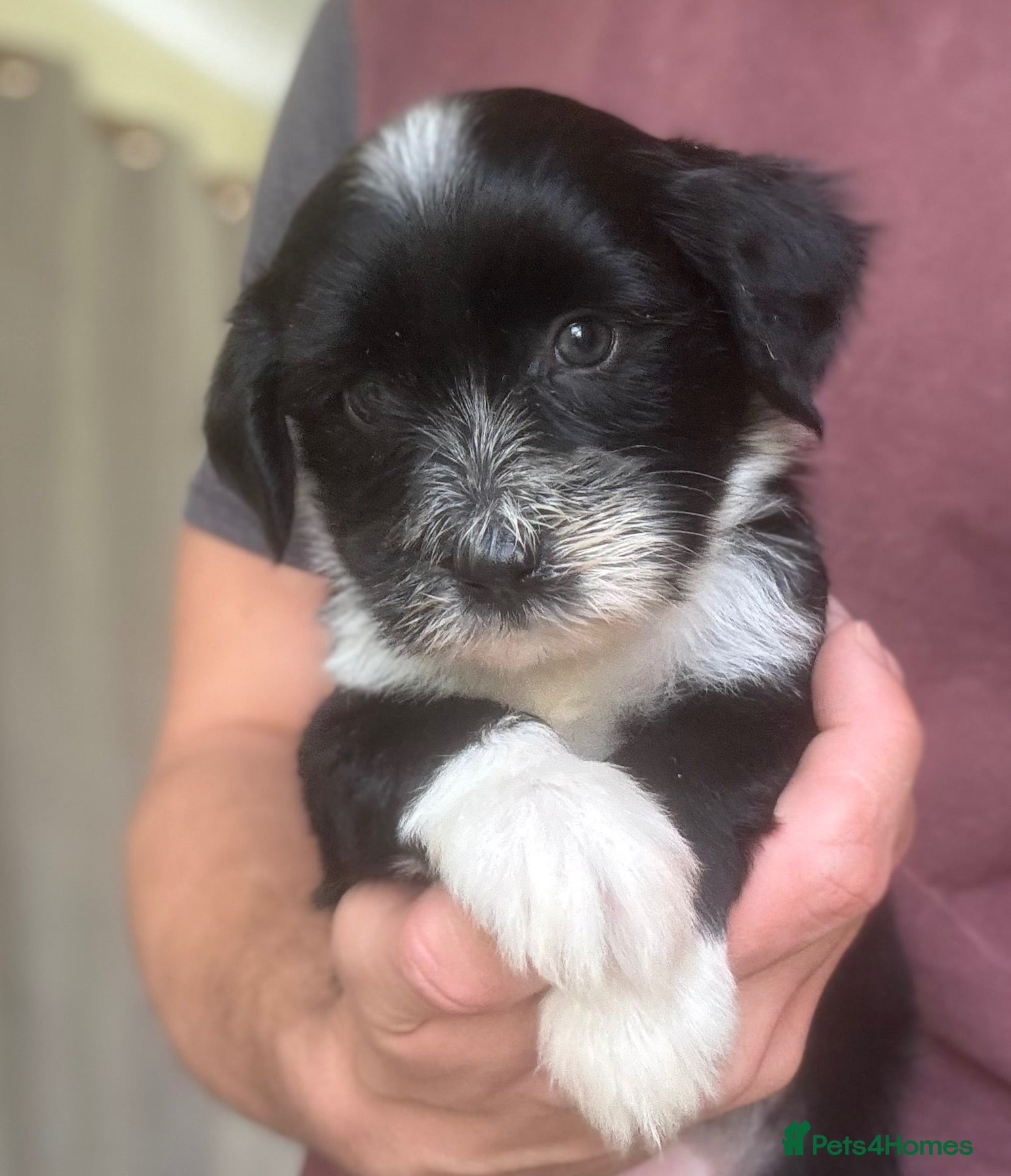 Tibetan Terrier dogs Beautiful KC reg Tibetan terrier puppies  - Advert 1