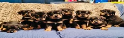 Rottweiler dogs for stud: •PROVEN •Very experienced stunning Rottweiler Stud in Doncaster - Advert 10