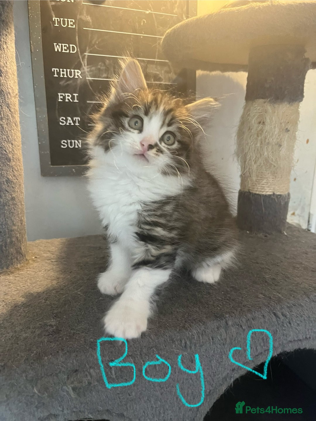 Mixed Breed cats for sale: 6 Stunning kittens ready now! 🤍 🐈 🤍 - Image 7
