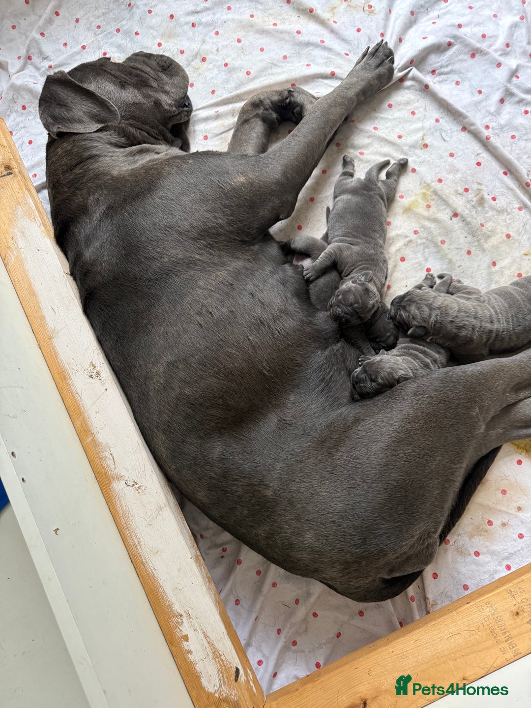 Cane Corso dogs for sale: Cane corso puppies  - Image 14
