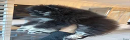 Pomeranian dogs for sale: Kc reg teddy pom  - Advert 8