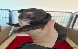 Cocker Spaniel dogs for sale: Stunning WCS pups - Image 14