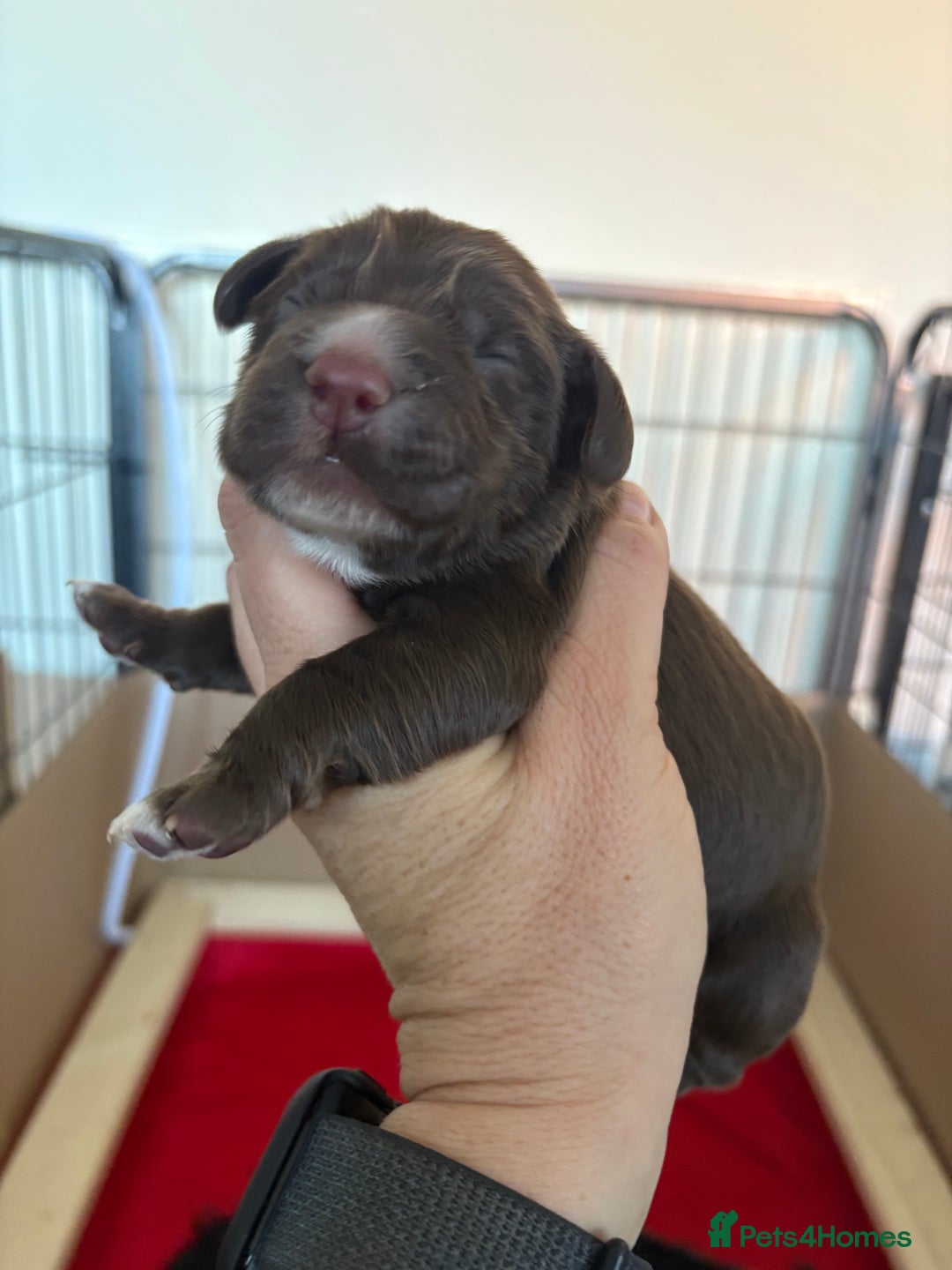 Cocker Spaniel dogs for sale: Stunning WCS pups - Image 14