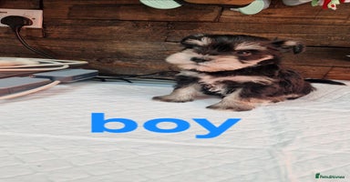 Miniature Schnauzer dogs - Advert 5