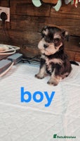 Miniature Schnauzer dogs - Advert 1