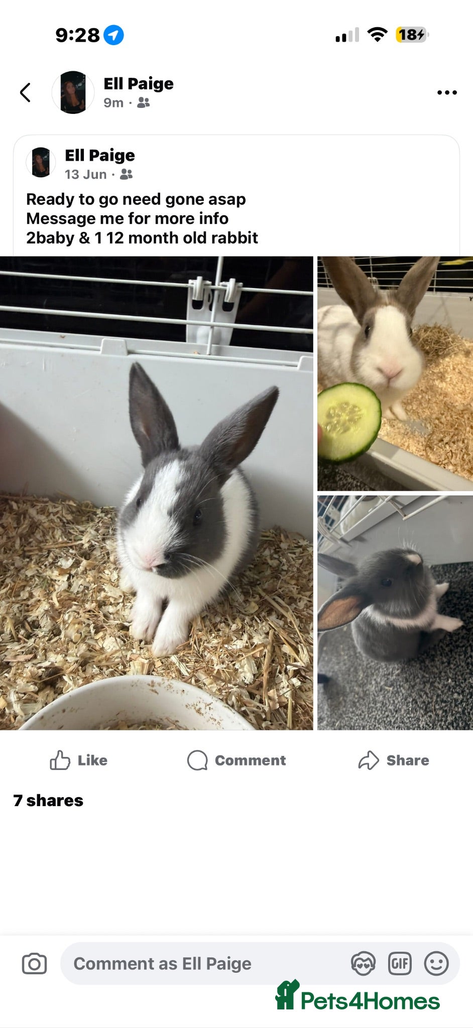 Mixed Breed rabbits Rabbits ready to go now  - Advert 2