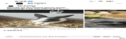 Mixed Breed rabbits for sale: Rabbits ready to go now  - Advert 1