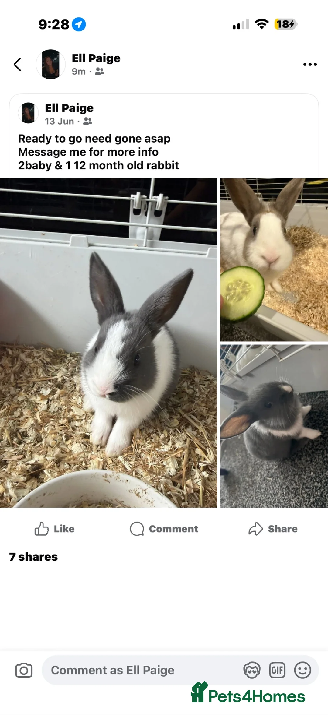 Mixed Breed rabbits for sale: Rabbits ready to go now  - Advert 1