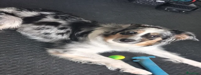 STELLA