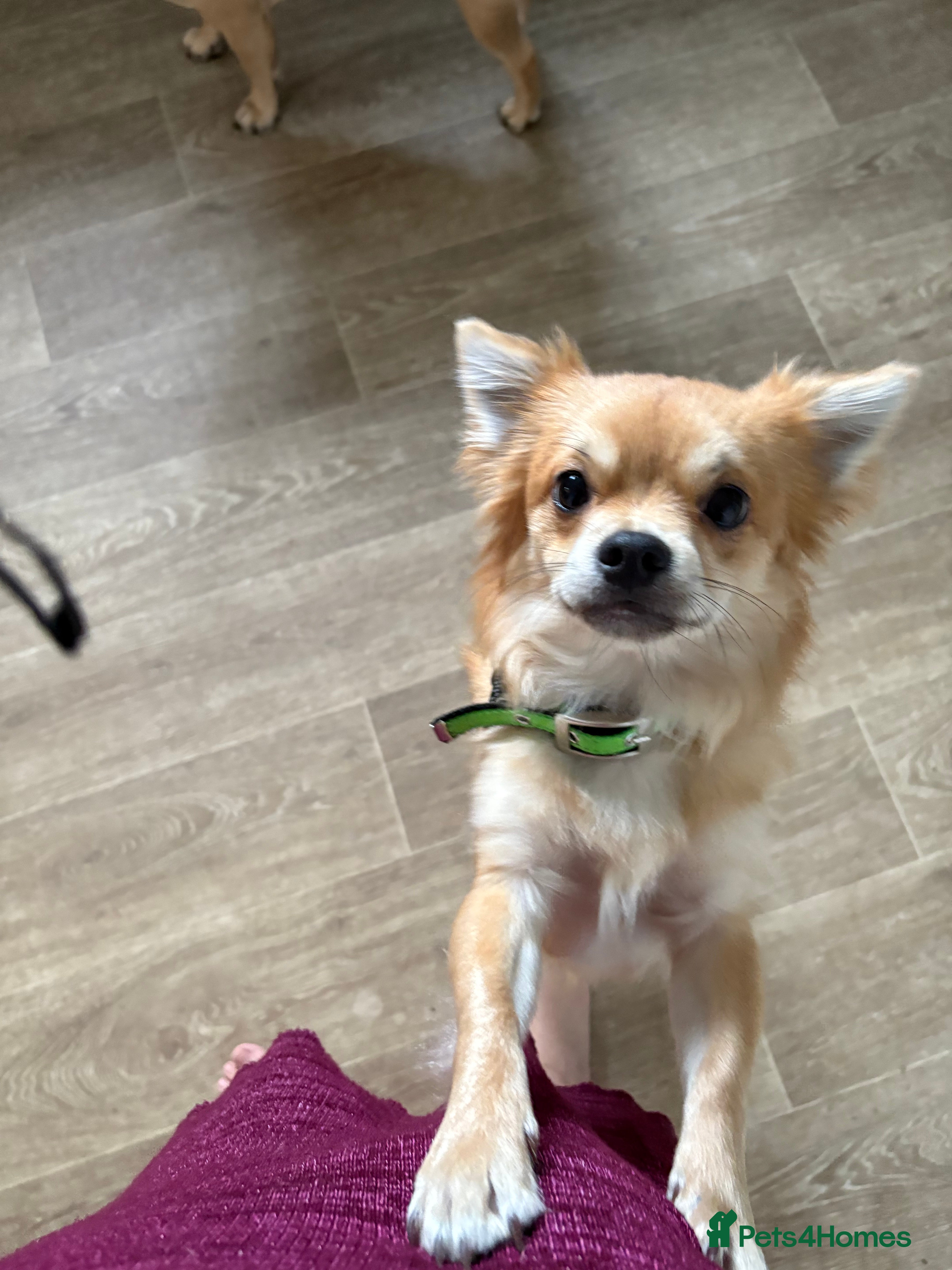 Chihuahua dogs 2 year old long haired chihuahua boy  - Advert 1