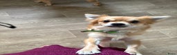 Chihuahua dogs for sale: 2 year old long haired chihuahua boy  - Advert 1