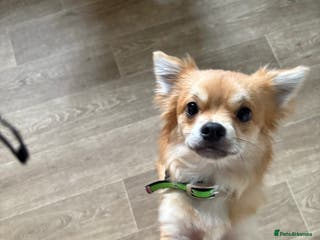 Chihuahua dogs 2 year old long haired chihuahua boy - Advert 9