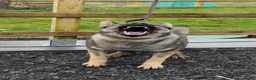 German Shepherd dogs for sale: Elite DDR German Shepherd - World-Class Pedigree  - Advert 34