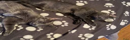 Russian Blue cats for sale: Gorgeous Russian Blue babies  - Advert 9
