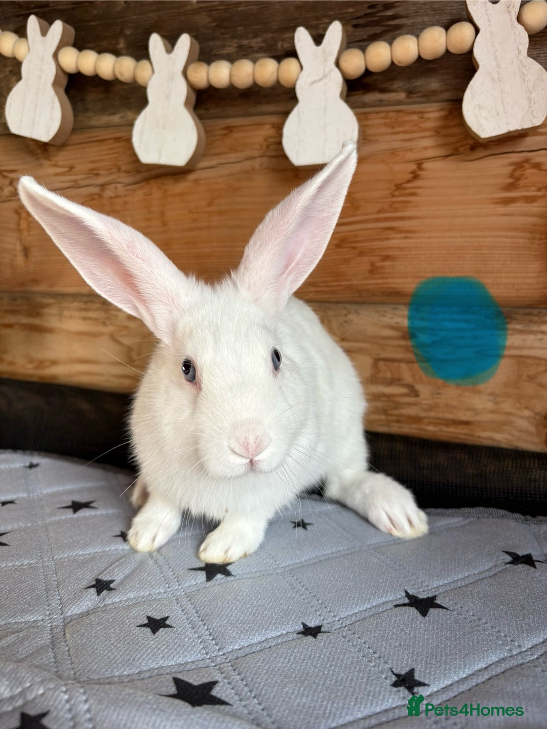 Mixed Breed rabbits for sale: 2 baby bunnies ready for new homes - Image 8