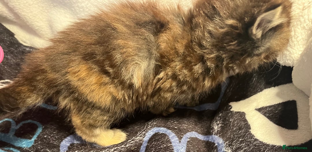 Maine Coon cats for sale: Stunning Half Maine coon kittens  - Image 29