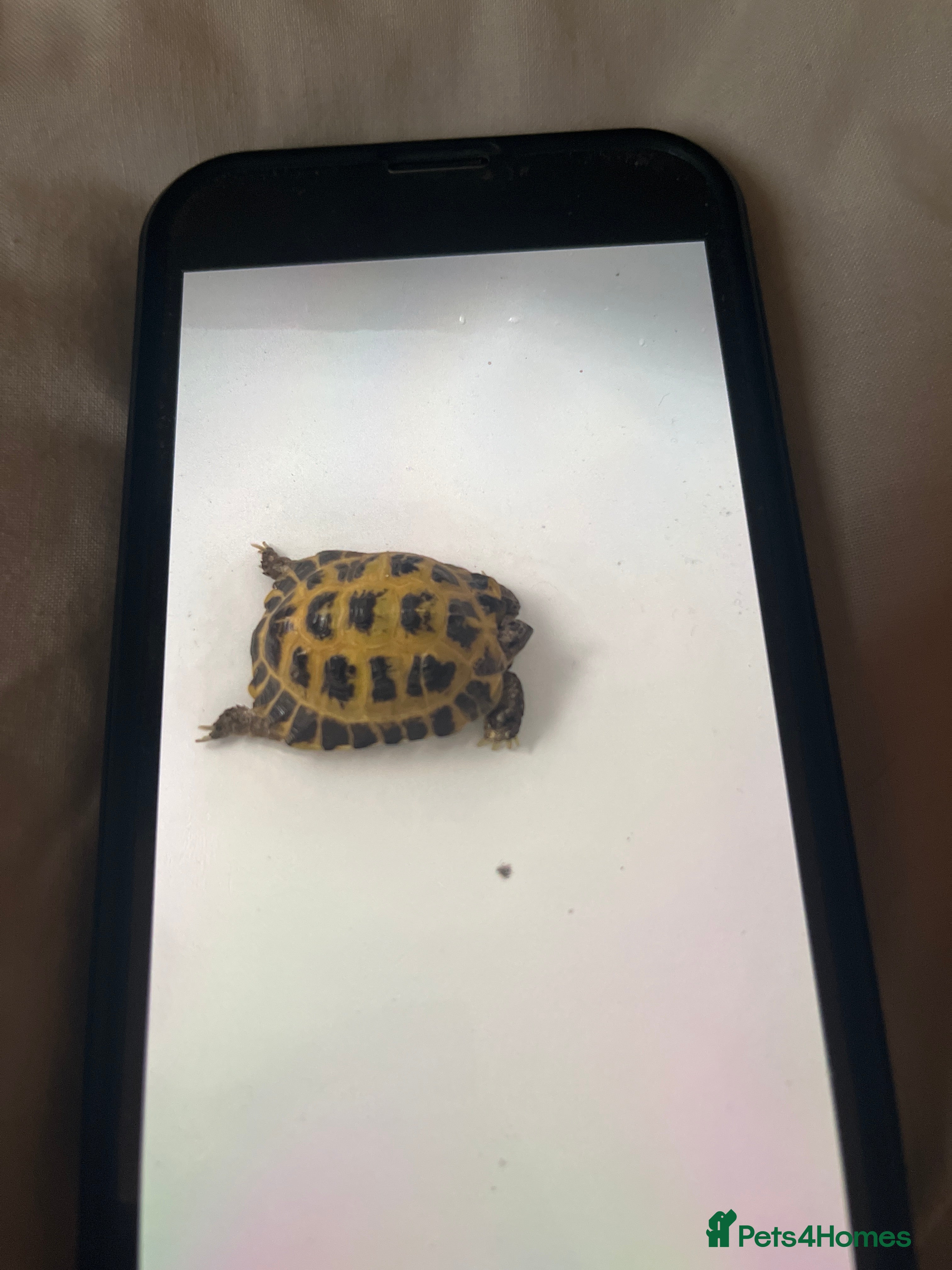 Hermann Tortoise reptiles Herman’s tortoise  - Advert 2