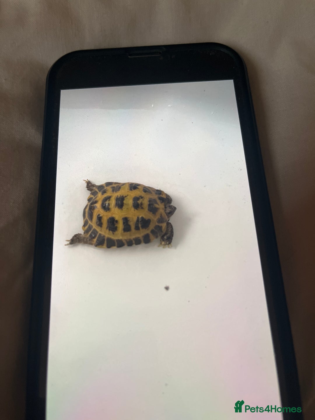 Hermann Tortoise reptiles for sale: Herman’s tortoise  - Advert 1