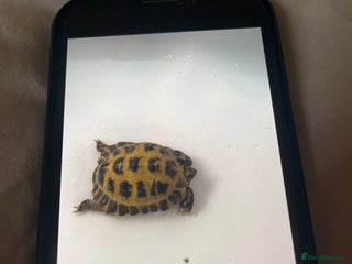 Hermann Tortoise reptiles Herman’s tortoise - Advert 2