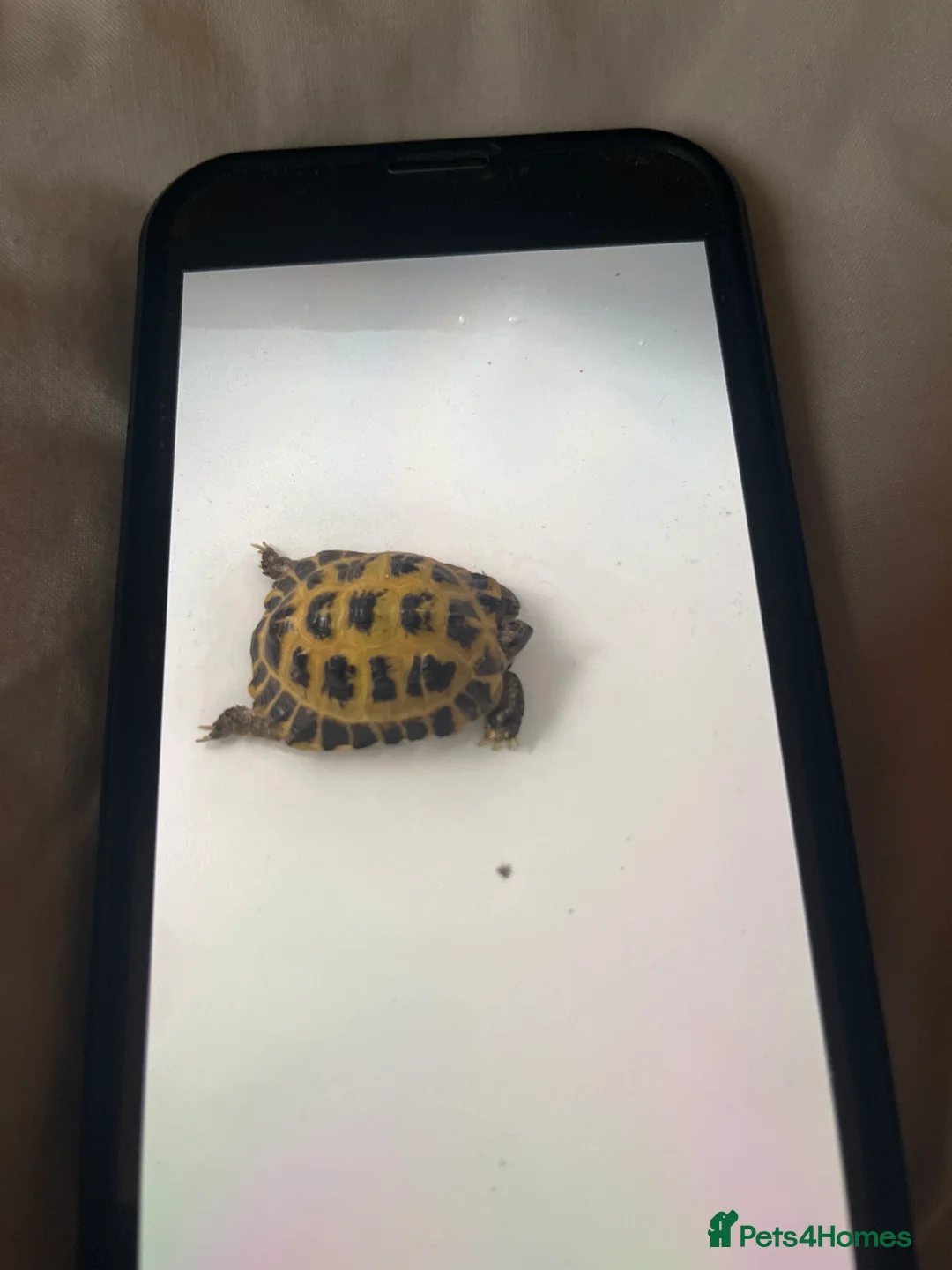 Hermann Tortoise reptiles for sale: Herman’s tortoise  - Advert 1