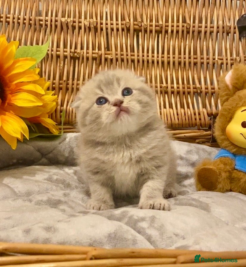 Scottish Fold cats 🧸EXTREMELY RARE TICA FAWN SCOTTISH/BSH 😻🧸 - Advert 13