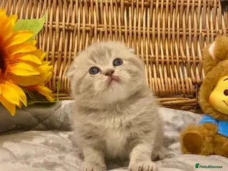 Scottish Fold cats 🧸EXTREMELY RARE TICA FAWN SCOTTISH/BSH 😻🧸 - Advert 13