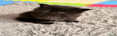Maine Coon Kitten 5