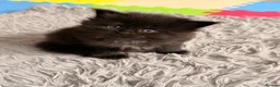 Maine Coon cats for sale: 🐈‍⬛ Maine Coon Kittens 3 Girls and 2 Boys 🐈‍⬛ - Advert 16