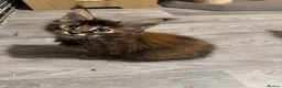 Maine Coon cats for sale: GCCF PEDIGREE MAINECOON KITTENS - Advert 3