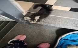 Maine Coon cats for sale: STUNNING MAINE COON KITTENS  - Image 5