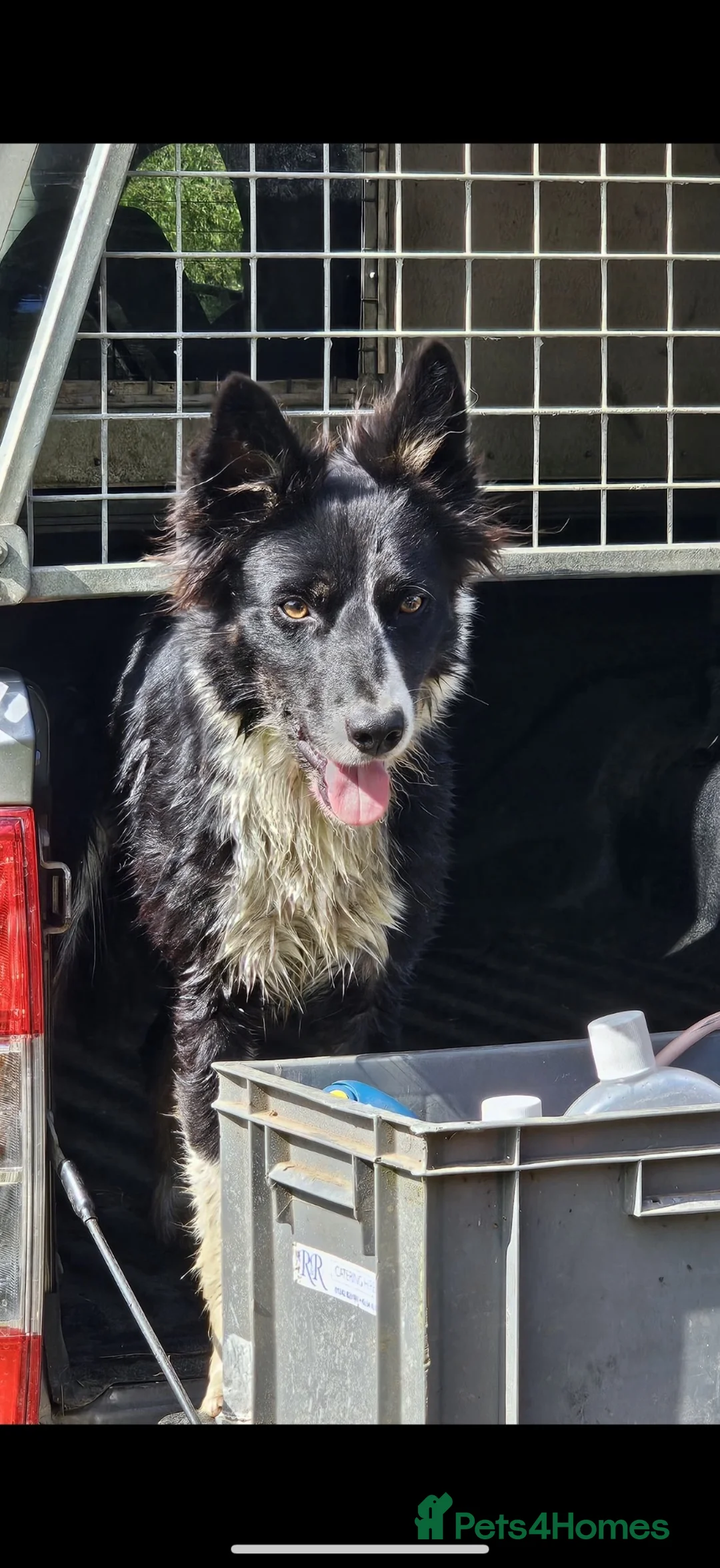 Border Collie dogs for sale: Border collie dog looking for forever home  in Cirencester - Advert 1