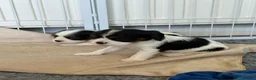 Cavalier King Charles Spaniel dogs for sale: DNA Tested Cavalier King Charles Spaniels Puppies - Advert 7