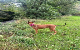 Mixed Breed dogs for sale: Friendly girl - Image 4