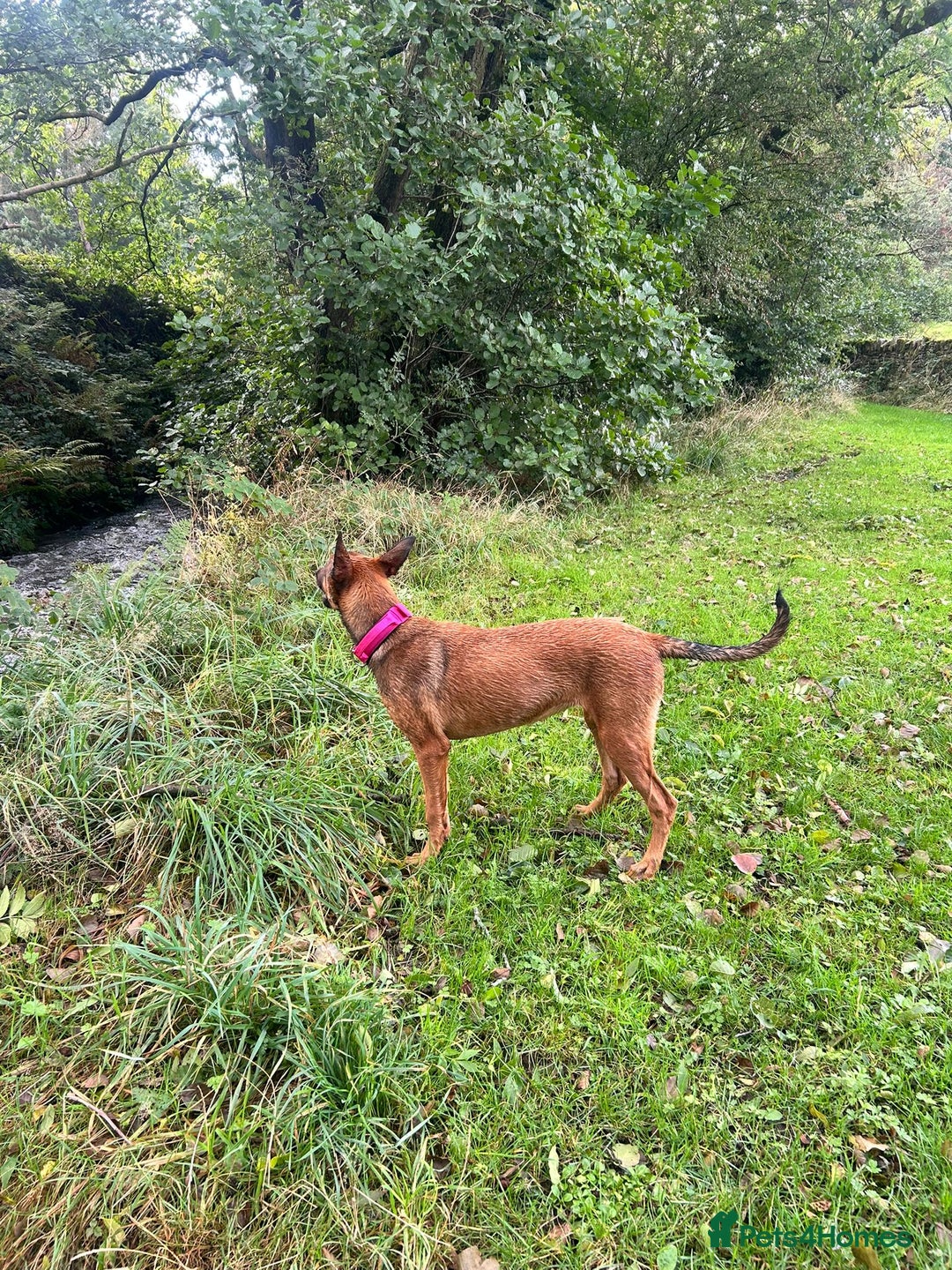 Mixed Breed dogs for sale: Friendly girl - Image 4