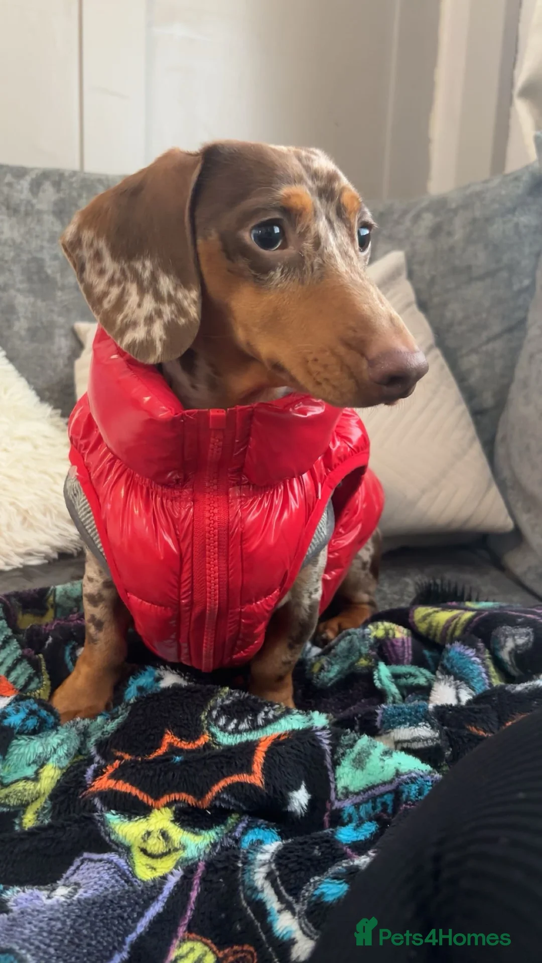 Miniature Dachshund dogs for stud: For stud  - Advert 3