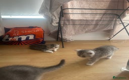 Scottish Fold cats for sale: Scottish fold and straights - Image 20