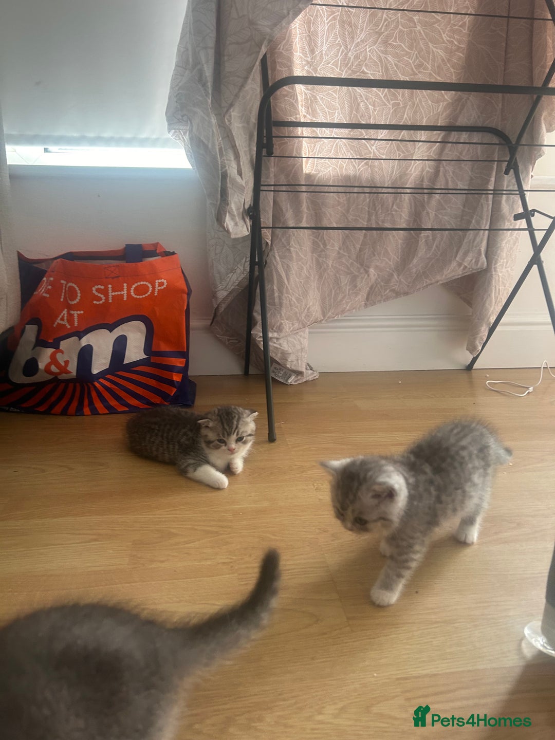 Scottish Fold cats for sale: Scottish fold and straights - Image 20