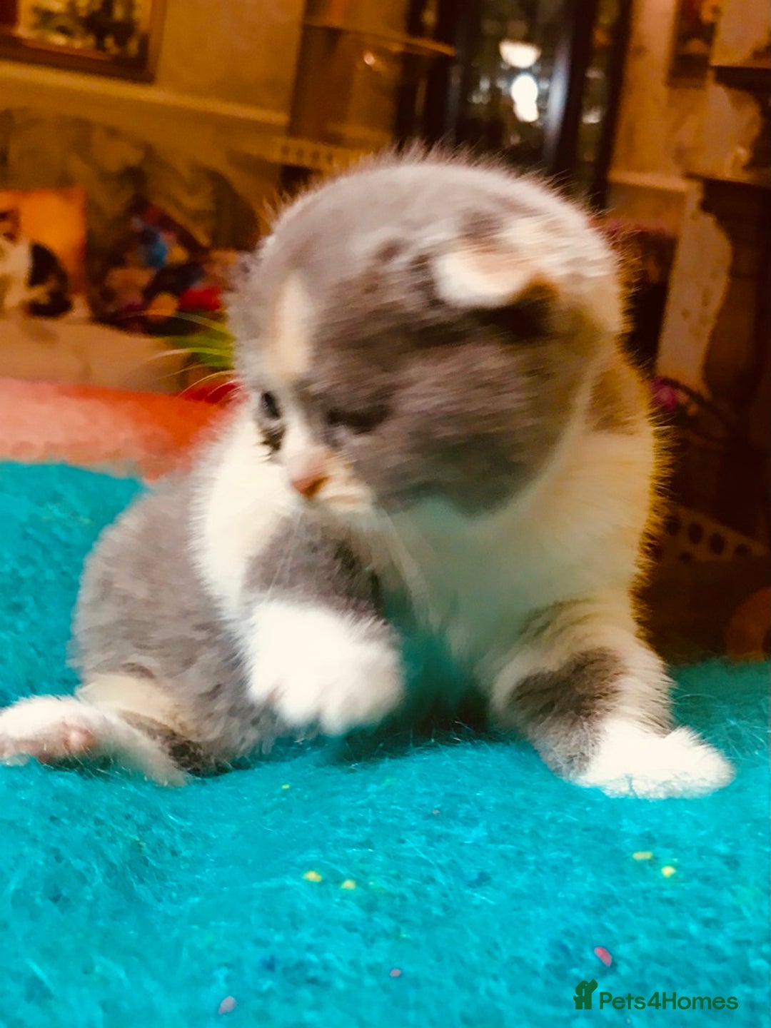 Scottish Fold cats for sale: Three Scottish Fold Kittens for sale - Advert 4