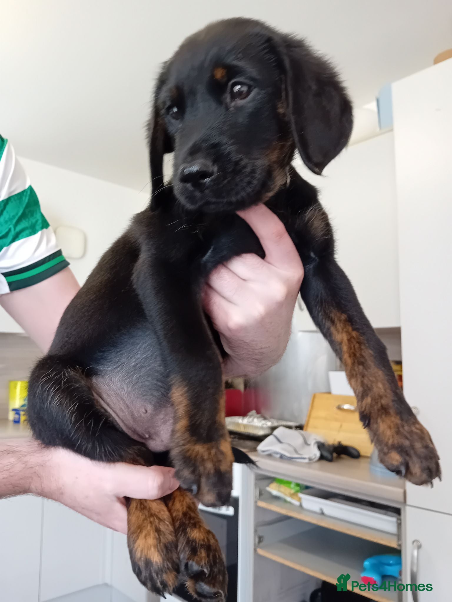 Goldador dogs Tri colour Goldador pup - Advert 1