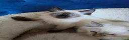 Ragdoll cats for sale: Registered/Pedigree/Stunning/Ragdolls  - Advert 20