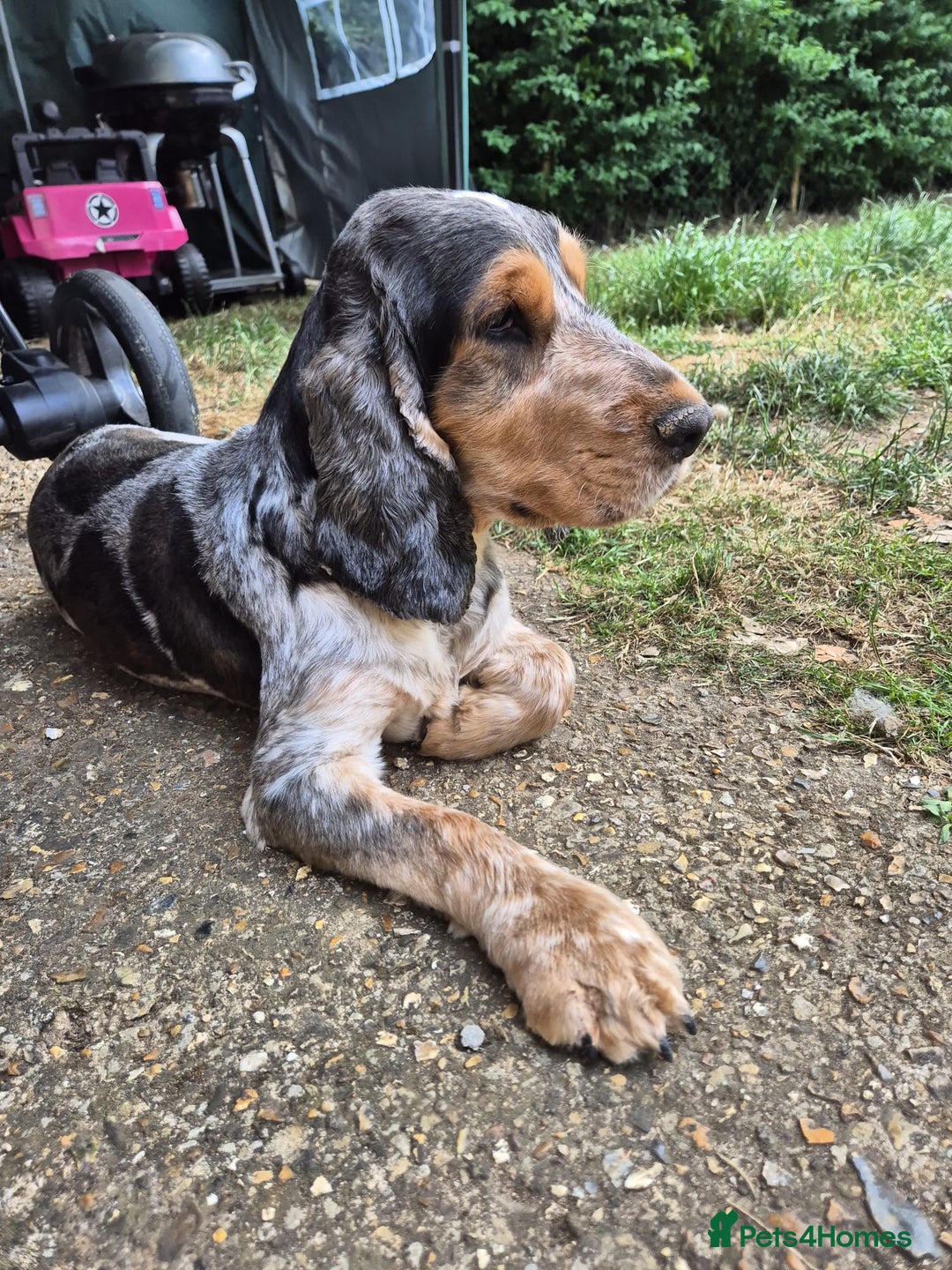 Mixed Breed dogs for sale: Cocker spaniel cross terrier mix  - Image 5