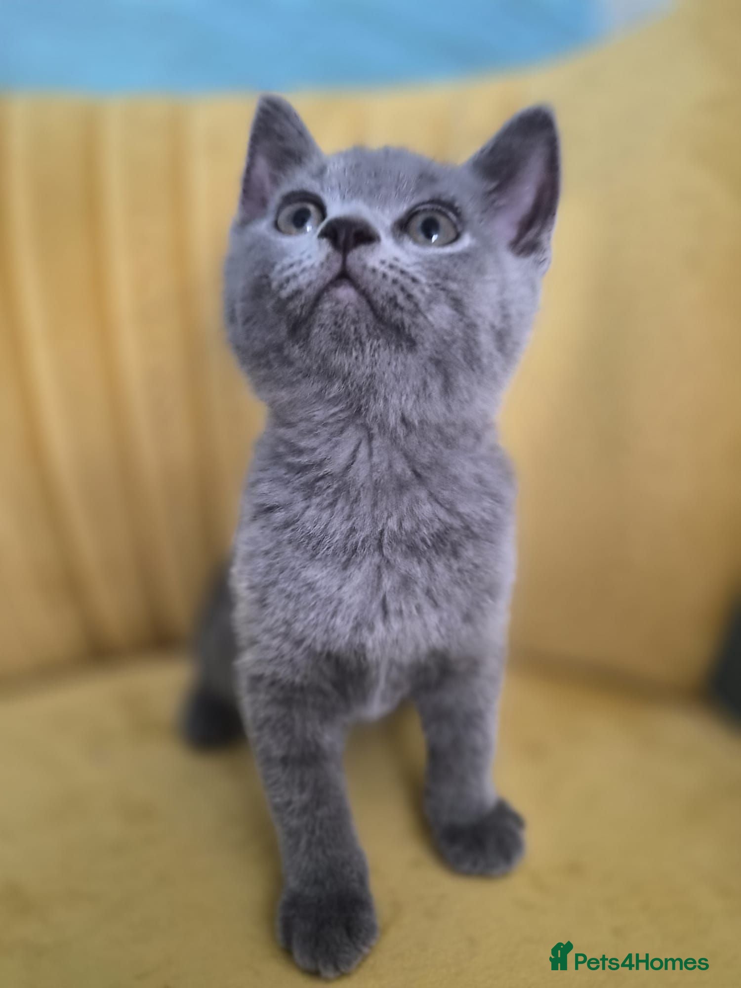 British Shorthair cats Adorable British shorthair kittens - Ready now 😻 - Advert 2