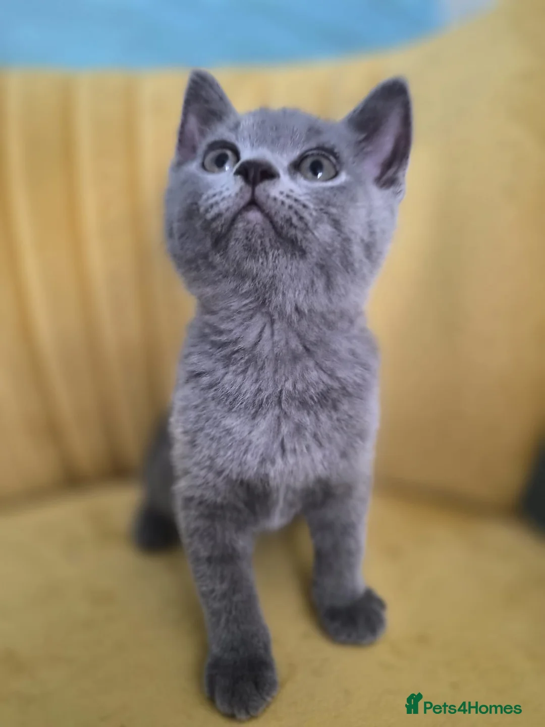 British Shorthair cats for sale: Adorable British shorthair kittens - Ready now 😻 - Advert 2