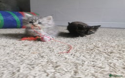 Persian cats for sale: Beautiful  silver shaded chinchilla Persian x bsh - Image 13