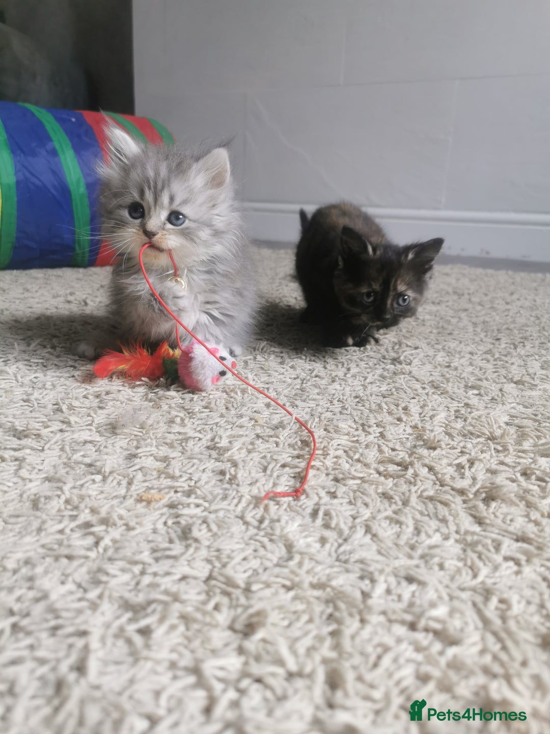 Persian cats for sale: Beautiful  silver shaded chinchilla Persian x bsh - Image 13